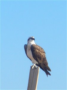 Osprey on the Red Sea in Sharm el-Naga, Port Safaga, Egypt photo