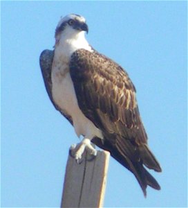 Osprey on the Red Sea in Sharm el-Naga, Port Safaga, Egypt photo