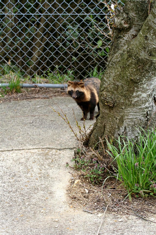 Nyctereutes procyonoides, commonly know as a Tanuki or Japanese Raccoon Dog.