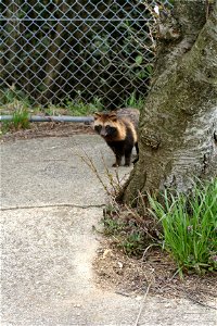 Nyctereutes procyonoides, commonly know as a Tanuki or Japanese Raccoon Dog.