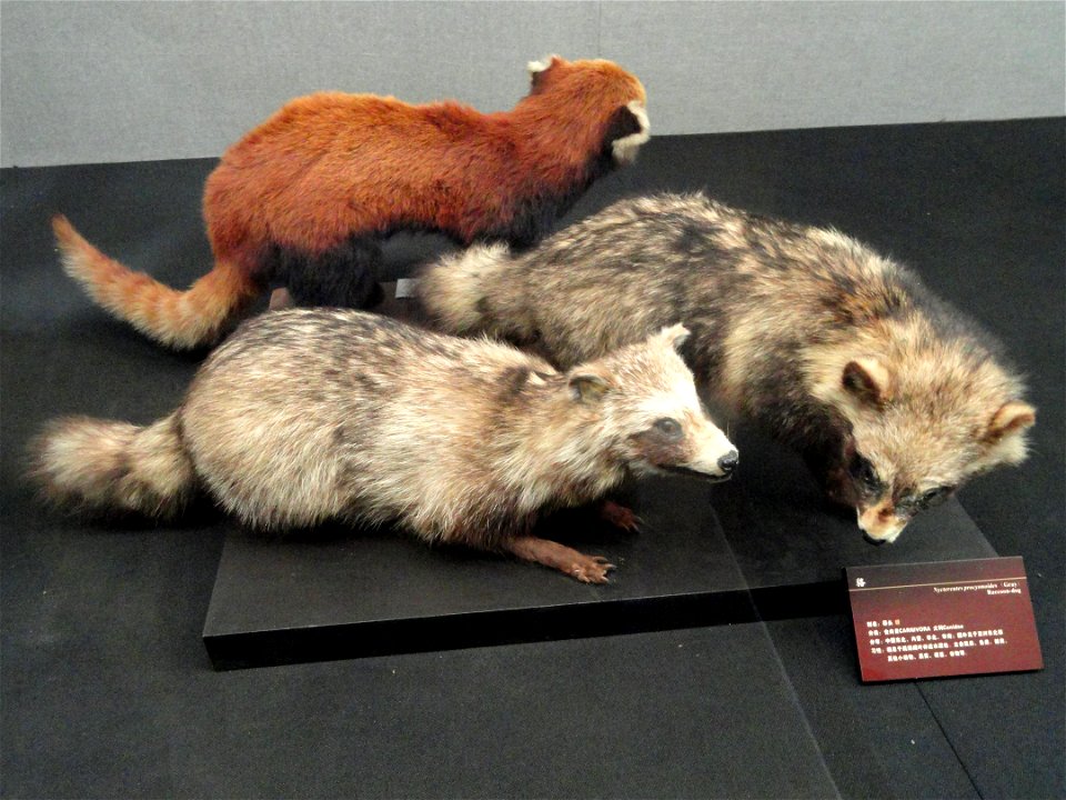 Taxidermy exhibit in the Kunming Natural History Museum of Zoology (昆明动物博物馆), Kunming, Yunnan, China.