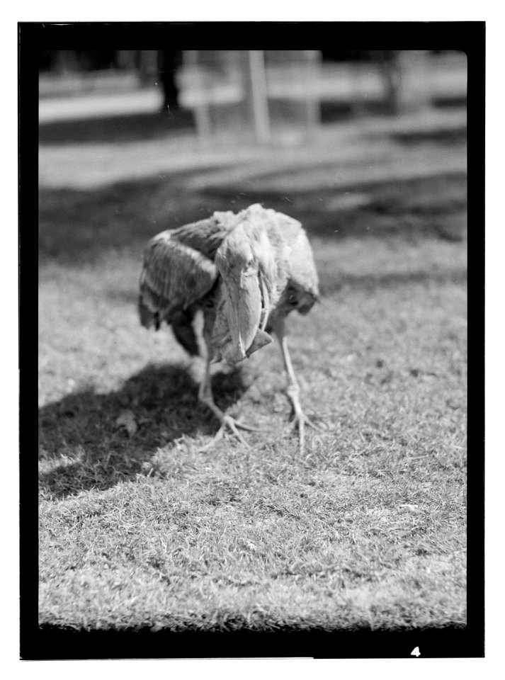 Title: Africa
Abstract/medium: G. Eric and Edith Matson Photograph Collection

Physical description: 1 negative :