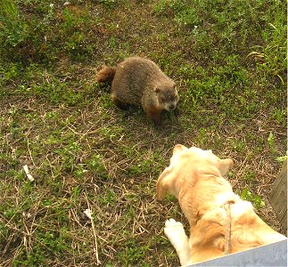 Doggroundhog