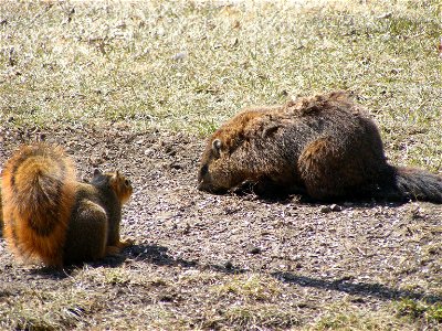 A fox squirrel and woodchuck scrounge for sunflower seeds below the bird feeder at Waubay NWR headquarters. Credit: Laura Hubers / USFWS photo