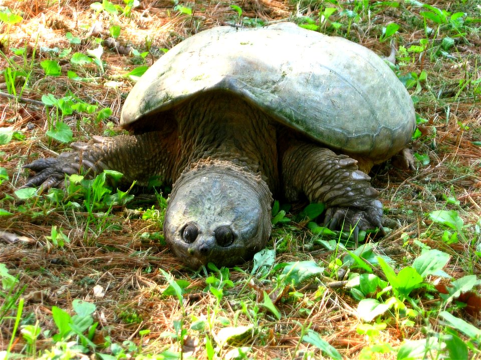 Common Snapping Turtle