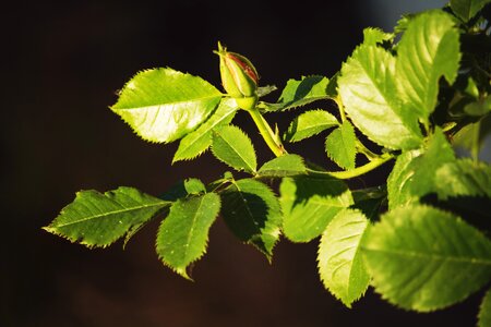 Flowers green beauty