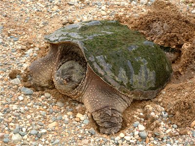 An algae-covered snapping turtle ignores a nosy photographer while digging a nest at Waubay NWR. Credit: Laura Hubers / USFWS photo