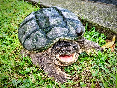 Check out this cranky visitor spotted at Neosho National Fish Hatchery in Missouri! Have you seen any snapping turtles lately? Photo by Bruce Hallman/USFWS. photo