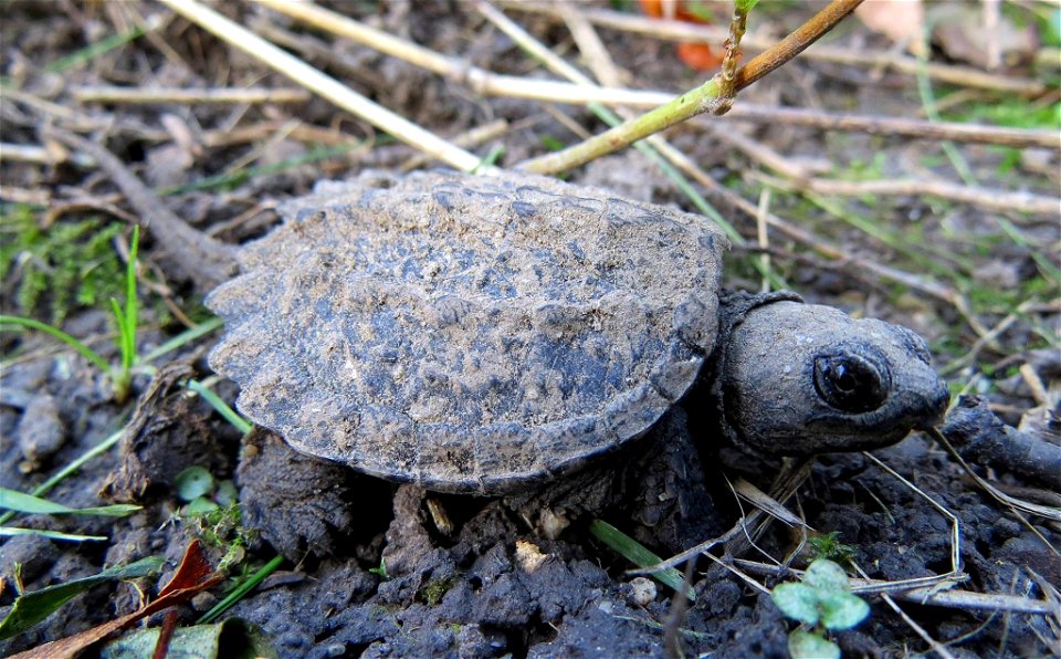 This common snapping turtle hatchling was found at Port Louisa National Wildlife Refuge in Iowa. After hatching, they will instinctively head towards water, but they are vulnerable to predators and ve