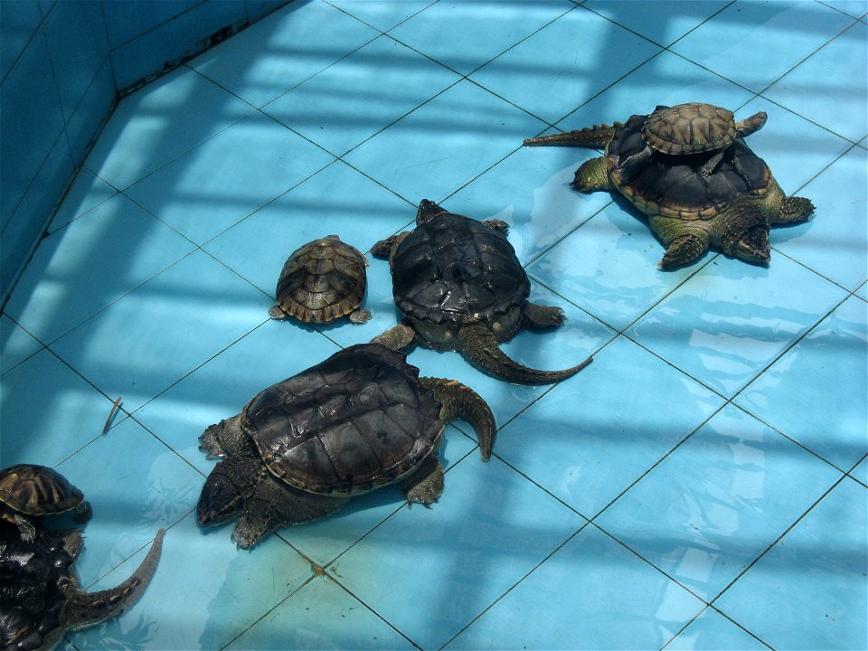 Fish restaurant on Hengqin island in Zhuhai