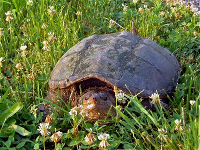 Snapping turtle at Prime Hook National Wildlife Refuge. Credit: USFWS