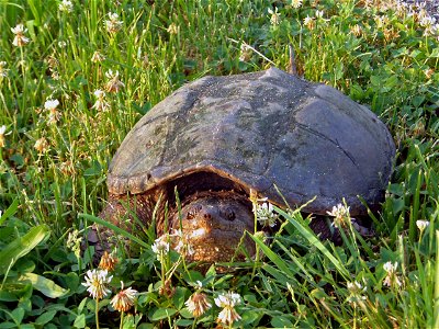 Snapping turtle at Prime Hook National Wildlife Refuge. Credit: USFWS photo