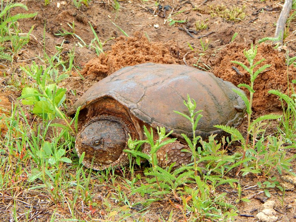 Check out this beautiful snapping turtle getting ready to lay her eggs at Seney National Wildlife Refuge​ in Michigan! Photo by USFWS. photo