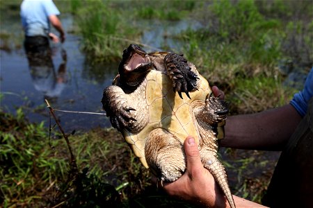 Blanding's turtle release at Assabet River, MA. Credit: Keith Shannon/USFWS photo