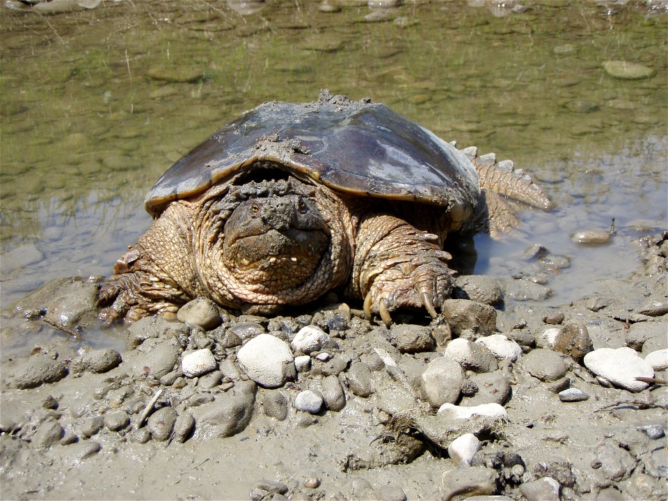 Snapping turtle (Chelydra serpentina). Taken in Ontario, Canada.