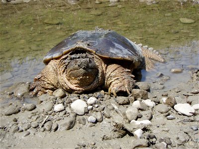 Snapping turtle (Chelydra serpentina). Taken in Ontario, Canada. photo