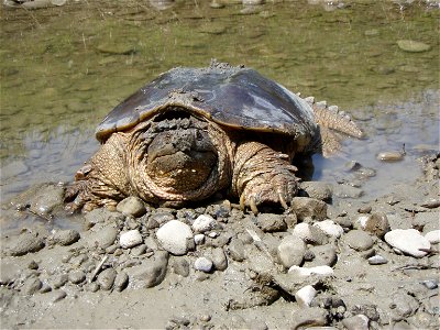Snapping turtle (Chelydra serpentina). Taken in Ontario, Canada.