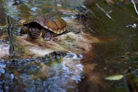 In May, bog conservationists from Tennessee, North Carolina, and Georgia convened in the north Georgia mountains for the spring, 2014 meeting of the Bog Learning Network. The event provided an opportu