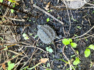 We spotted this young snapping turtle hanging out in the middle of the trail at Minnesota Valley National Wildlife Refuge. We placed it along the side of the trail so it wouldn't get stepped on. Phot photo