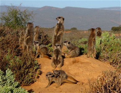 Family of Meerkat near Oudtshoorn, South Africa