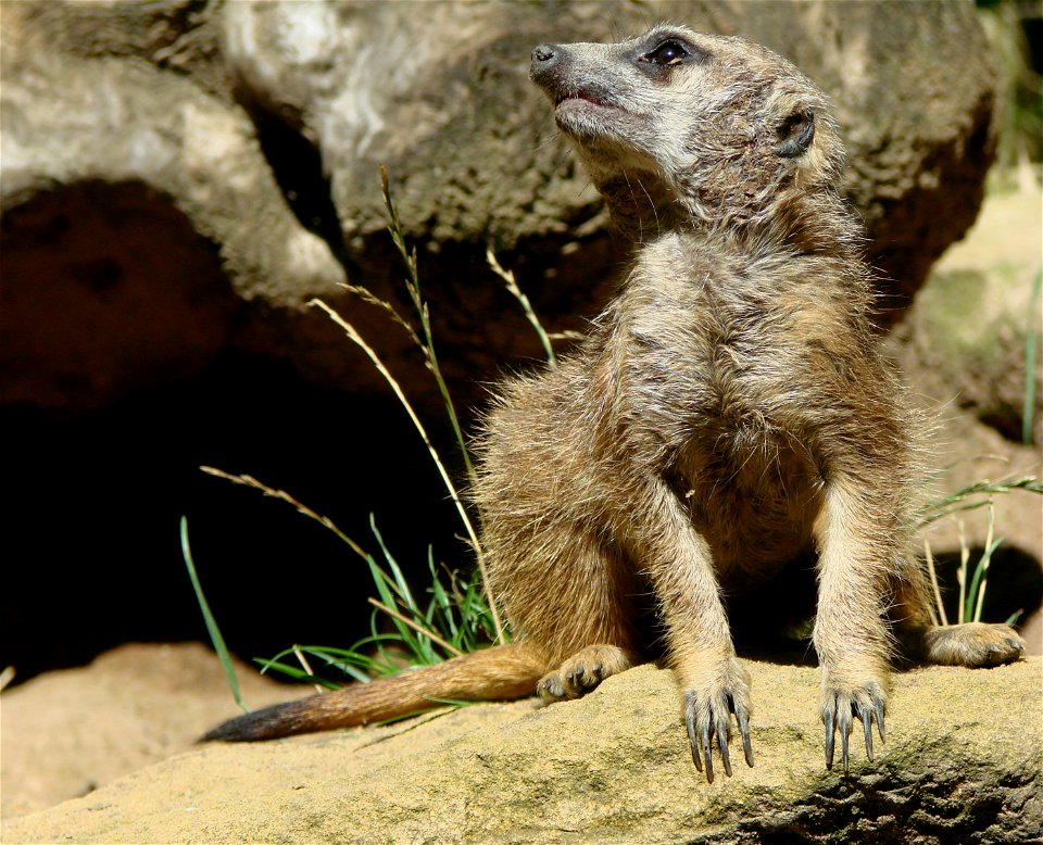 Young suricate (Suricata suricatta), zoo d'Amnéville, France.
