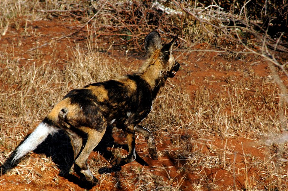 African Wilddog in the Krugerpark