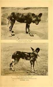 EAST AFRICAN H I ;■, 1 I \ ' , 1h.,., maI.I. Caught at Merrille near Mt. Marsabit Presented by Paul J. Rainey to the New York Zoological Park HUNTING DOGS photo