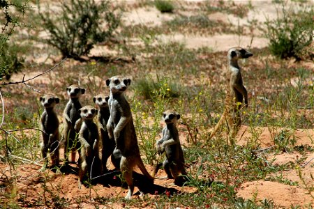 Group of meerkats, picture taken in the Kalahari Desert, South Africa. The meerkats were close to the road and were not impressed by us. So I could take the pictures easily.