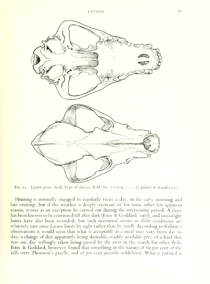 The carnivores of West Africa.