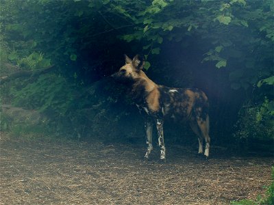 African Wild Dog at Dublin Zoo.