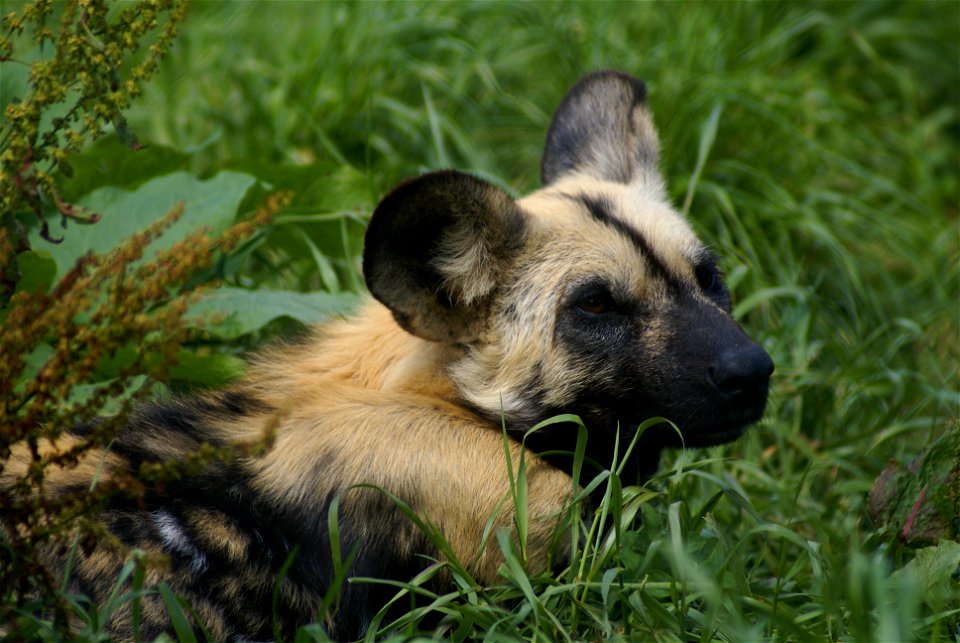 Wild Dog in one of Oporto's Zoos