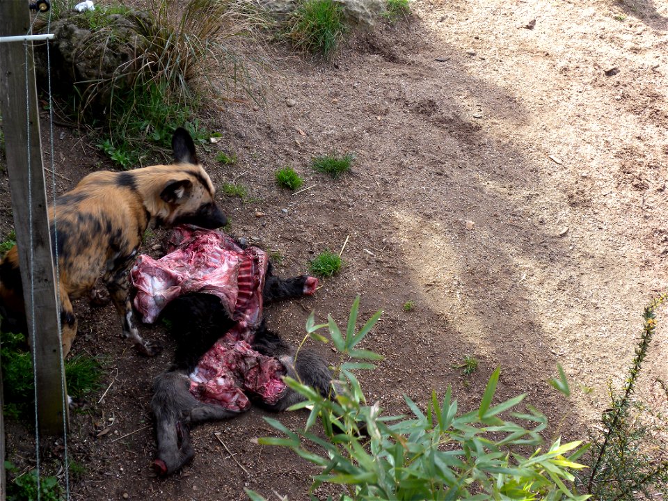 An african wild dog eating in London Zoo