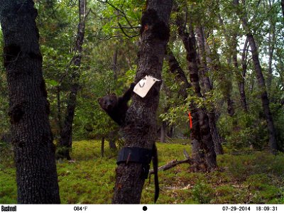R5 Sierra Nevada Carnivore Monitoring Program