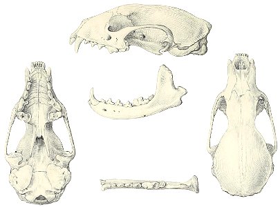 Fisher skull