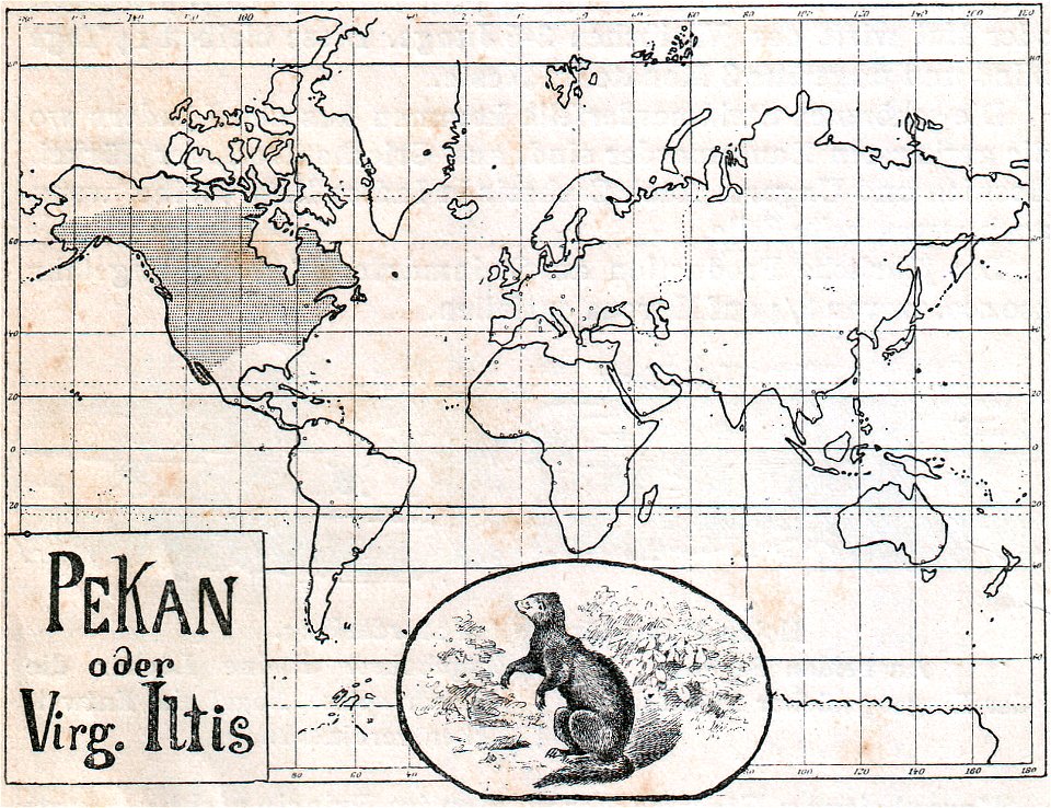 Weltkarte der Verbreitung des Pekans oder Virginischen Iltisses oder Fischermarders (1910).