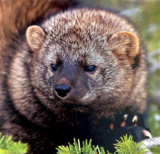 (Martes pennanti), in California. It is a medium-size mammal native to North America. It is a member of the mustelid family, commonly referred to as the weasel family. The fisher is closely related t photo