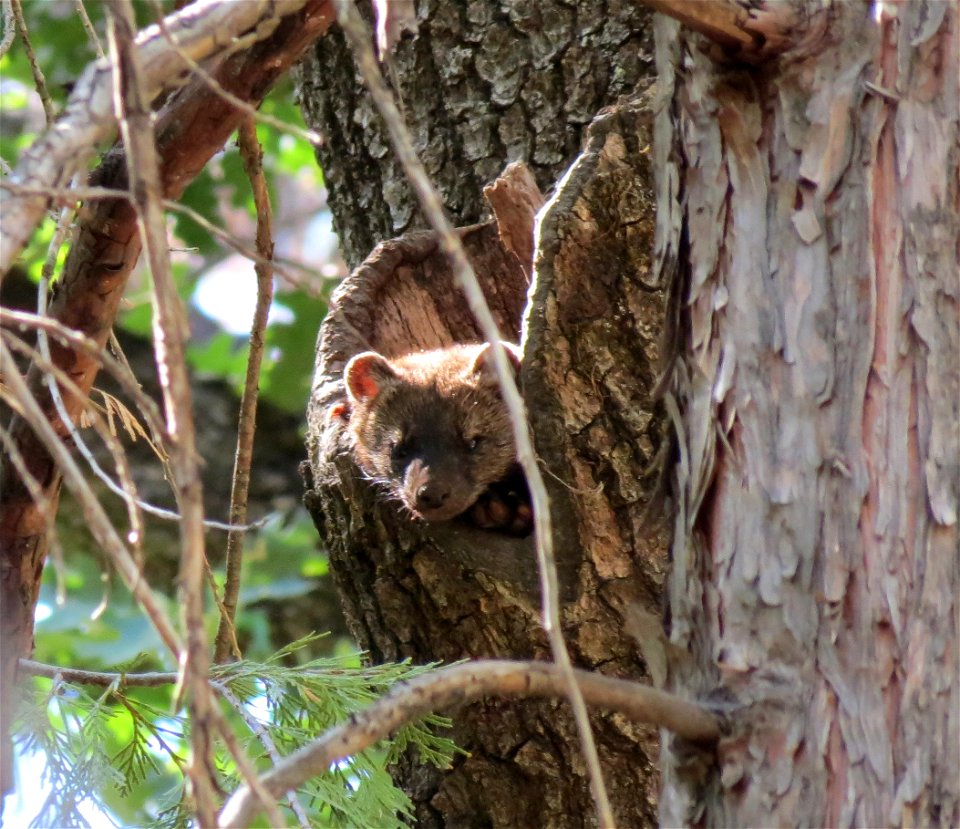 Fisher spotted on a national forest in California.     

Photo taken by Zane Miller of the U.S. Forest Service.