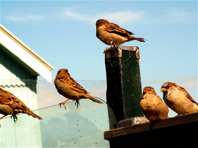 Flock of House Sparrows in Hindeloopen, Netherlands photo
