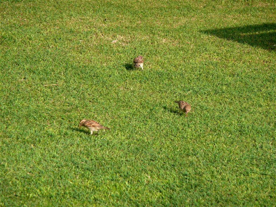 Passer domesticus (House Sparrow) group in the grounds of Le Royal Méridien Beach Resort and Spa in Dubai Marina, Dubai, United Arab Emirates.