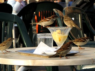 House Sparrows photo