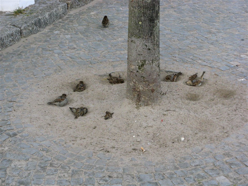 House Sparrows sandbathing