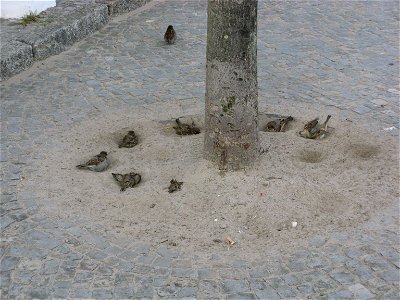 House Sparrows sandbathing photo