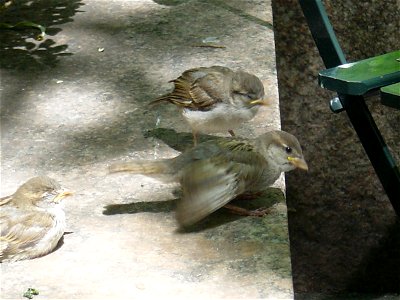Sparrows NY photo