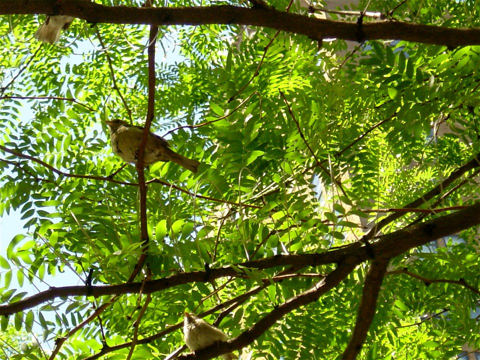 House Sparrows in Manhattan, New York City