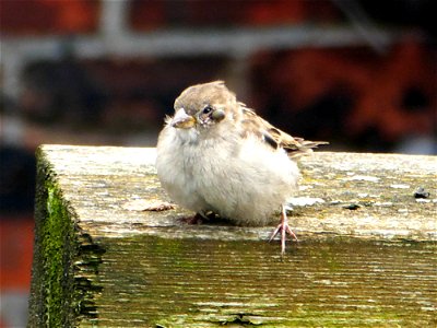 Spatz mit dicker Backe