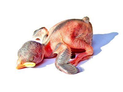 A juvenile House Sparrow (Passer domesticus), a few days old, alive.