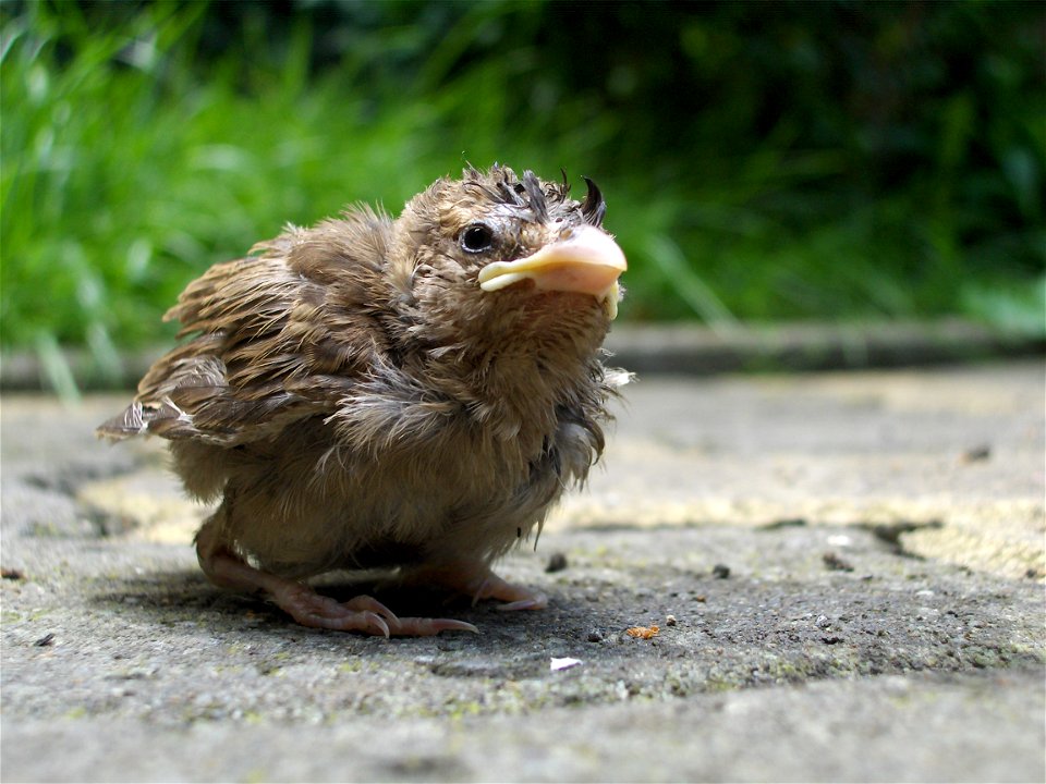 House Sparrow chick, probably in Washington state