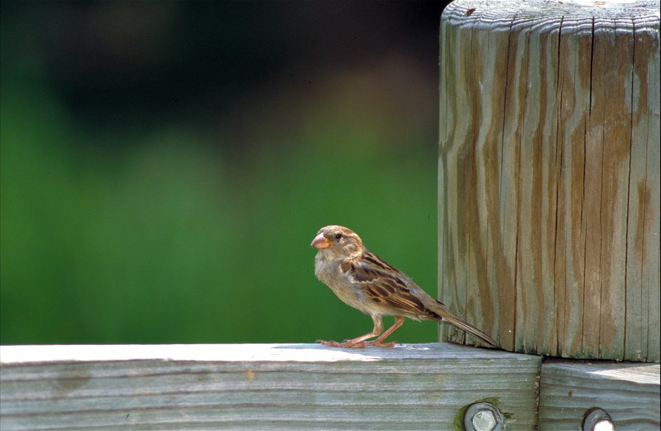 Side view of young House Sparrow standing on wooden railing by large post