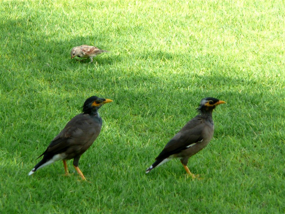 Acridotheres tristis (Common Myna) pair in the grounds of Le Royal Méridien Beach Resort and Spa in Dubai Marina, Dubai, United Arab Emirates.