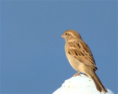 Female House Sparrow (Passer domesticus) photo